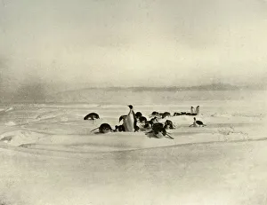 Penguin Prints: Emperors Tobogganning, c1908, (1909)