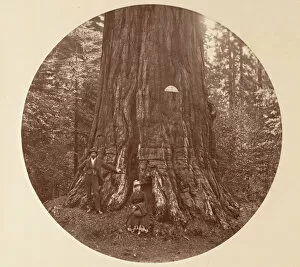 Big Tree Collection: The Empire State - C. Grove, ca. 1878. Creator: Carleton Emmons Watkins