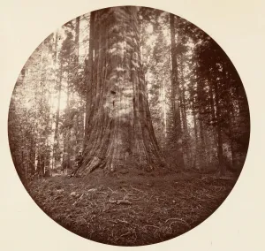 Empire State. C. Grove, ca. 1878. Creator: Carleton Emmons Watkins