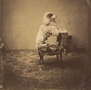 André Adolphe Eugène Disdéri Gallery: [Empress Eugénie's Poodle], 1850s. Creator: André-Adolphe-Eugène Disdéri