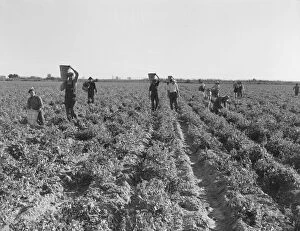 Peas Collection: End of the day, pea pickers, near Calipatria, California, 1939. Creator: Dorothea Lange