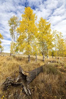 Tree Trunk Gallery: Endless Autumn. Creator: Joshua Johnston