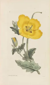 Plant Science Prints: English Botany, 1790-1800. Creator: Sowerby, James (1757-1822)