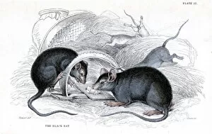 Caught Collection: Engraving of Black rat caught in trap, 1838. Artist: William Jardine