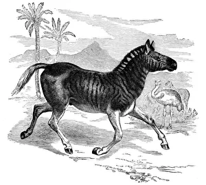 Extinct Prints: Engraving of a Quagga, 1884