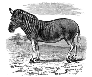 Engraving of a Quagga, 1893