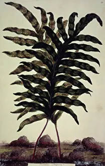 Enormous Prints: Enormous Polypody, c1759-c1772. Creator: John Hill