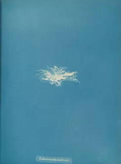 Cyanotype Collection: Enteromorpha clathrata, ca. 1853. Creator: Anna Atkins