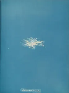 Anna Gallery: Enteromorpha clathrata, ca. 1853. Creator: Anna Atkins