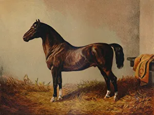Don Carlos Prints: Entire Pony Hack Don Carlos, c1897. Creator: Unknown