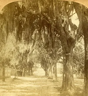 Oldest Prints: Entrance to St. Augustine, Florida, U. S. A. 1901. Creator: J F Jarvis