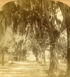 Tillandsia Usneoides Gallery: Entrance to St. Augustine, Florida, U.S.A. 1901. Creator: J F Jarvis