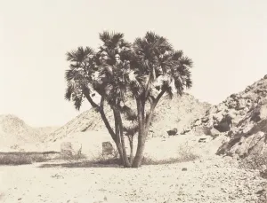 Felix Teynard Prints: Environs de Fileh, Palmier Doum sur la Rive Orientale du Nil, 1851-52, printed 1853-54