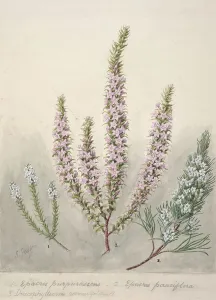 Heather Prints: Epacris (2species); Dracophyllum (1 species), c.1885. Creator: Sarah Featon