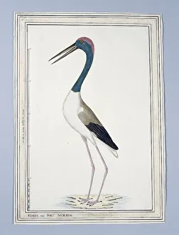Stork Prints: Ephippiorhynchus asiaticus ? (Black-necked stork), 1776-before 1780. Creator: John Hunter