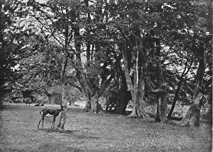 Shaded Prints: Epping Forest: Beech Wood, Near High Beech, c1896. Artist: Christopher George Cutchey