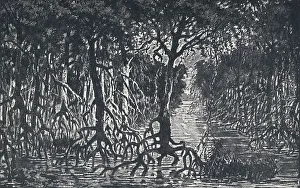 Adam Charles Black Prints: Equatorial African Forest, 1924