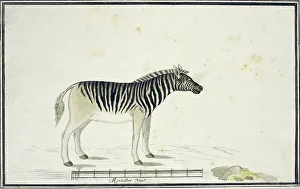 Sketch Book Prints: Equus quagga burchelli (Burchell's Zebra), 1790. Creator: Robert Jacob Gordon
