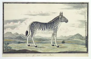 Sketch Book Prints: Equus zebra (Mountain zebra), 1777-1786. Creator: Robert Jacob Gordon