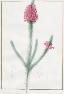 Heather Prints: Erica Fulgida, 1813. Creator: Pierre-Joseph Redoute