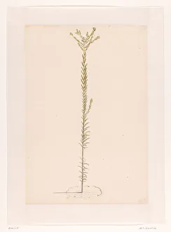 Slim Prints: Ericaceae, 1668-1729. Creator: Vincent Laurentz van der Vinne I
