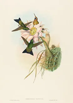 Eriocnemis vestitus (Glowing Puff-Leg). Creators: John Gould, Henry Constantine Richter Eriocnemis vestitus (Glowing Puff-Leg). Creators: John Gould, Henry Constantine Richter