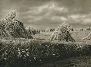 Ernte in Mausren - Harvest in Masouria, 1931. Artist: Kurt Hielscher