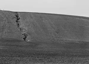 Peas Prints: Erosion from the pea fields, near Santa Maria, California, 1939. Creator: Dorothea Lange