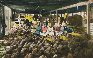 Export Prints: Esfakis - Sponge Packing House - Nassau, Bahamas, c1930s. Creator: Unknown