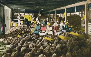 Factory Worker Gallery: Esfakis - Sponge Packing House - Nassau, Bahamas, c1930s. Creator: Unknown