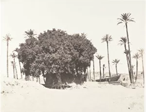 Date Palm Gallery: Esneh, Dattiers, Sycomore et Cafe Sur le Bord du Nil, 1851-52, printed 1853-54
