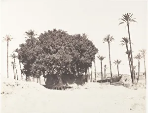 Date Palm Prints: Esneh, Dattiers, Sycomore et Cafe Sur le Bord du Nil, 1851-52, printed 1853-54