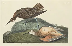 Esquimaux Curlew, 1834. Creator: Robert Havell