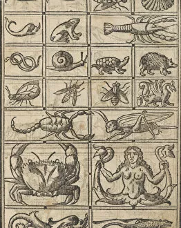Scorpion Gallery: Essempio di recammi, page 11 (recto), 1530. Creator: Giovanni Antonio Tagliente