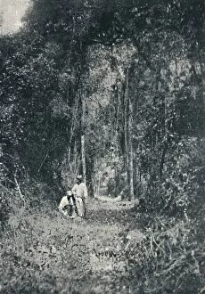 Forest Collection: Estrada de Rodagem do Alto Parana, 1895. Artist: Francisco Henszler