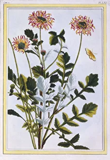 Daisy Prints: Ethiopian Arctotis (African Daisy), pub. 1776. Creator: Pierre Joseph Buchoz (1731-1807)