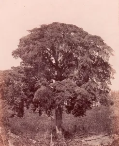 Salted Paper Print Blanquart And Xe9 Prints: etude d arbre, 1850-53. Creator: Edward King Tenison