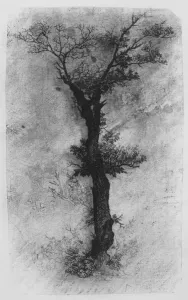 Rodolphe Prints: Etude d un Arbre (Study of a Tree), 19th century. Creator: Rodolphe Bresdin