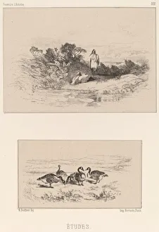Ardeidae Gallery: Etudes. Creator: Karl Bodmer
