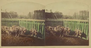 Pigs Prints: Etudes d'Animaux. Cochons Tonkins. about 1860. Creator: Furne Fils & H. Tournier