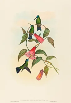 Eucephala smaragdocaerulea (Gould's Wood Nymph). Creators: John Gould Eucephala smaragdocaerulea (Gould's Wood Nymph). Creators: John Gould