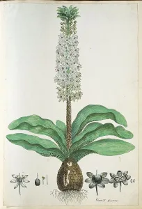 Inflorescence Prints: Eucomis humilis Bak. (Pineapple flower or Kuifplant)