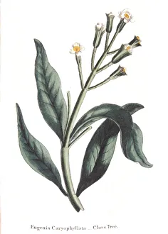 Spice Prints: Eugenia caryophyllata - clove tree, 1823