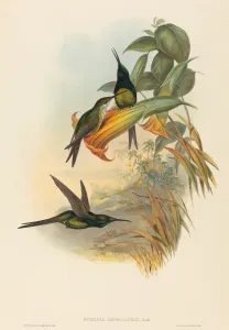 Eugenia imperatrix (Empress Hummingbird). Creators: John Gould, Henry Constantine Richter Eugenia imperatrix (Empress Hummingbird). Creators: John Gould, Henry Constantine Richter