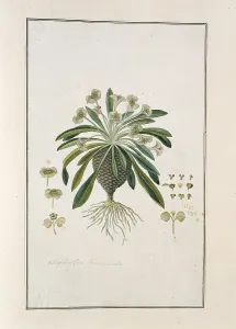 Root Prints: Euphorbia Bupleurifolia Jacq. 1777-1786. Creator: Robert Jacob Gordon