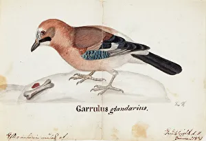 Songbird Prints: Eurasian Jay, 1831. Creator: Ferdinand von Wright