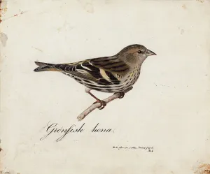 1828 Prints: Eurasian Siskin, Female, 1828. Creator: Magnus von Wright
