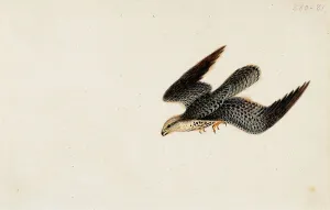 Aspelin Haapkyla Collection Prints: Eurasian Sparrowhawk Flying, 1830. Creator: Wilhelm von Wright