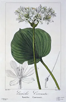Plant Plants Prints: Euricles coronata, pub. 1836. Creator: Panacre Bessa (1772-1846)