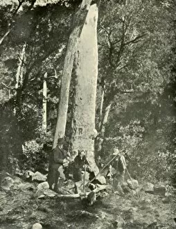 Campfire Gallery: Eurobin Falls, Buffalo Mountains, 1901. Creator: Unknown